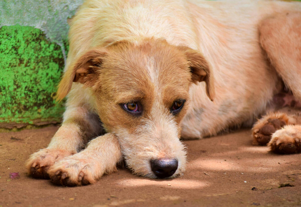 Misunderstood, sad dog