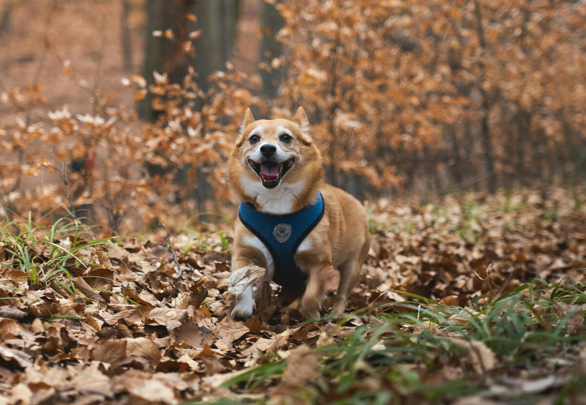 Misunderstood, sad dog